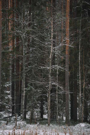 Branchy fluffy fir trees in late autumn after the first snowの写真素材