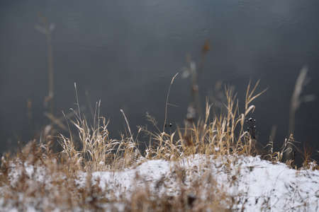 Field by the river in late autumn with dry grass and the first snow. Scenic view.の写真素材
