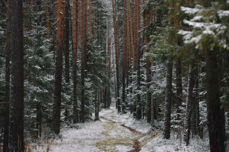 Late autumn in the forest. A path among tall trees.の写真素材