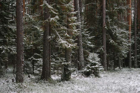 Branchy fluffy fir trees in late autumn after the first snowの写真素材
