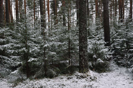 Branchy fluffy fir trees in late autumn after the first snowの写真素材