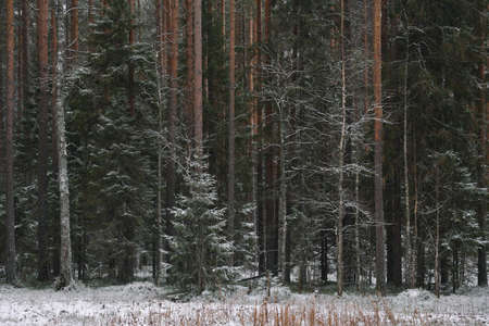 Branchy fluffy fir trees in late autumn after the first snowの写真素材