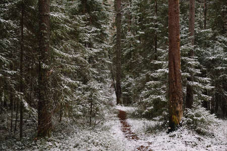 Late autumn in the forest. A path among tall trees.の写真素材