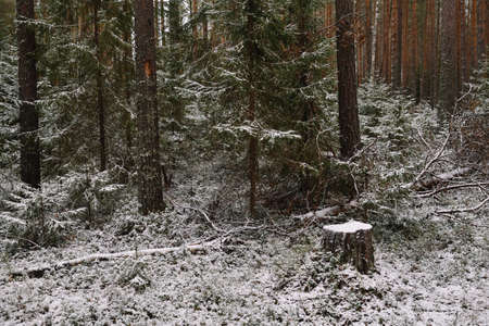 Forest landscape. Late autumn. Place cut down an old pine tree.の写真素材