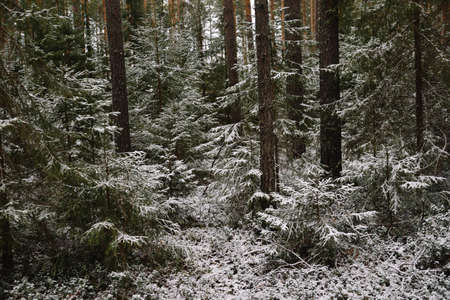 Branchy fluffy fir trees in late autumn after the first snowの写真素材