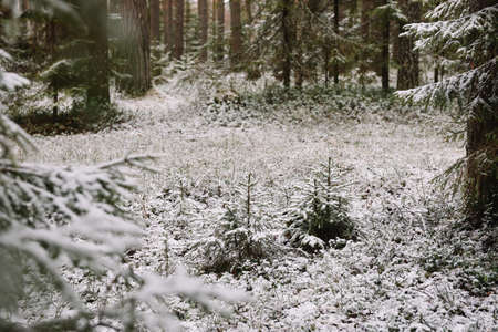 Small Christmas trees in late autumn in the forest after the first snow.の写真素材