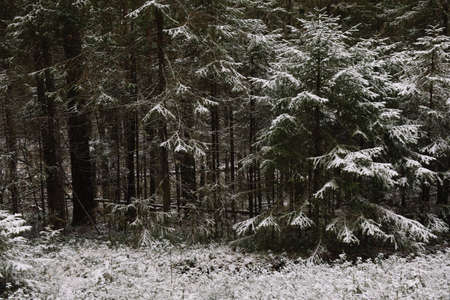 Branchy fluffy fir trees in late autumn after the first snowの写真素材