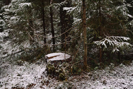 Forest landscape. Late autumn. Place cut down an old pine tree.の写真素材