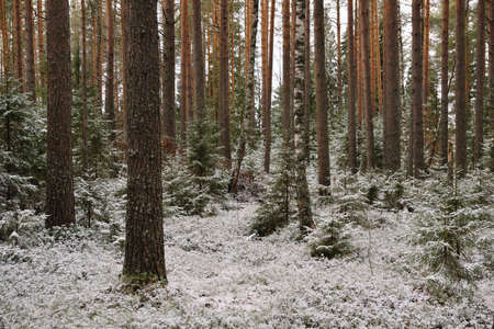 Branchy fluffy fir trees in late autumn after the first snowの写真素材