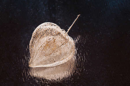 Dried box from the fruit of physalis in the shape of a heart on a silver background close-up.の写真素材