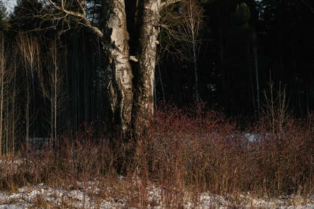 A lone birch tree surrounded by wild rose bushes in the late autumn sunの写真素材