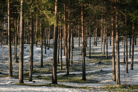 Trees of the northern forest covered with a layer of snow in the light of sunshine.の写真素材