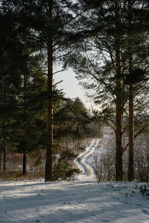 Late autumn. View through the pine trees from the hill to the field with the outgoing country road covered with snow.の写真素材