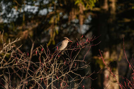 The waxwing collects rose hips in late autumn in a Sunny weather.の写真素材