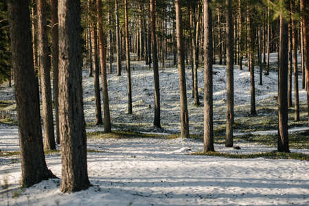 Trees of the northern forest covered with a layer of snow in the light of sunshine.の写真素材