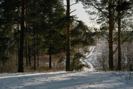 Late autumn. View through the pine trees from the hill to the field with the outgoing country road covered with snow.の写真素材