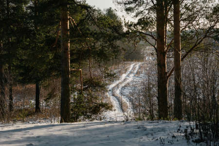 Late autumn. View through the pine trees from the hill to the field with the outgoing country road covered with snow.の写真素材