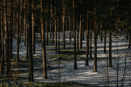 Trees of the northern forest covered with a layer of snow in the light of sunshine.の写真素材