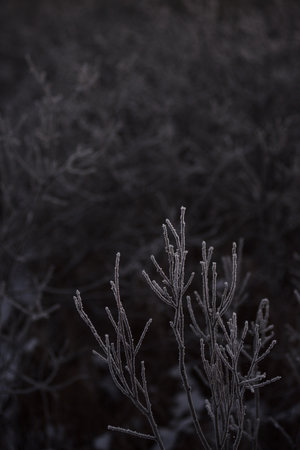 Trees covered with a layer of frost due to severe frost.の写真素材