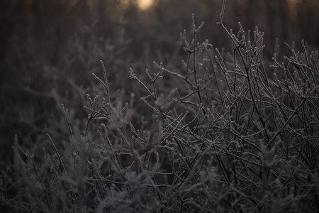 Trees covered with a layer of frost due to severe frost.の写真素材