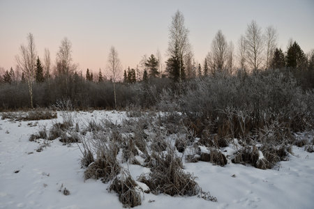 Trees covered with a layer of frost due to severe frost.の写真素材