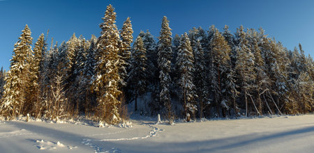 Frosty wildwood covered by snow.の写真素材