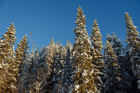 Frosty wildwood covered by snow.の写真素材