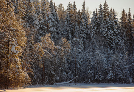 Frosty wildwood covered by snow.の写真素材