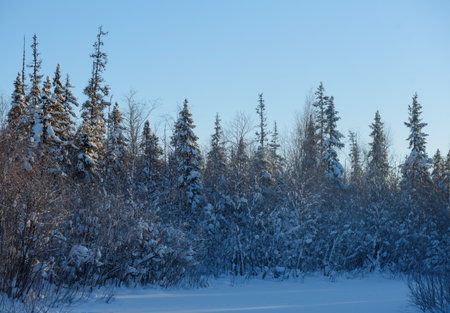 Frosty wildwood covered by snow.の写真素材