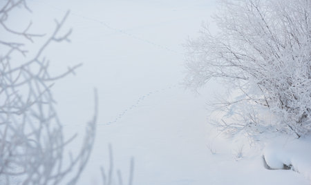Frosty morning on the river bank. The air temperature is minus 36 degrees Celsius. The trees are covered with a layer of frost from humidityの写真素材