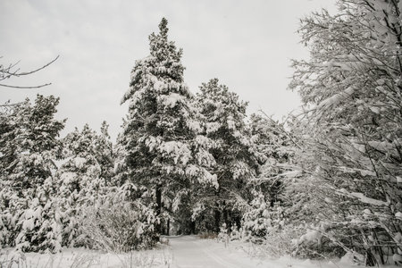 A snow-covered forest covered with a thick layer of snow with a ski track going through a corridor of tall fir trees.の写真素材