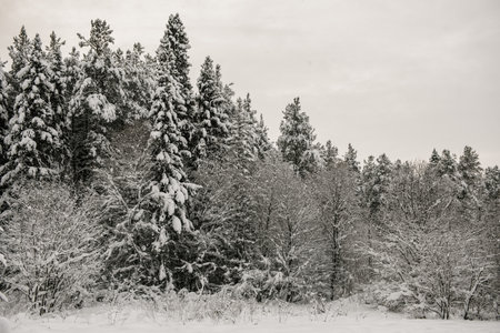 Snow-covered forest covered with a thick layer of snow.の写真素材