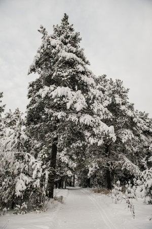Snow-covered forest covered with a thick layer of snow.の写真素材