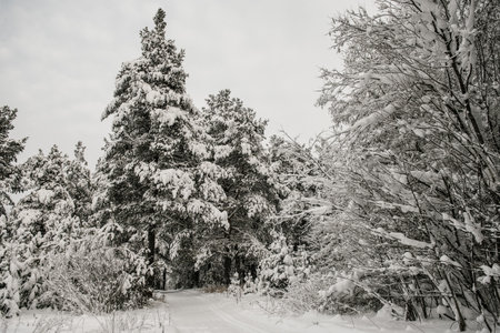 A snow-covered forest covered with a thick layer of snow with a ski track going through a corridor of tall fir trees.の写真素材