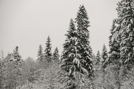 Snow-covered forest covered with a thick layer of snow.の写真素材