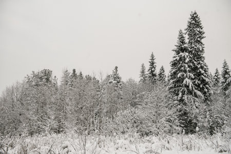 Snow-covered forest covered with a thick layer of snow.の写真素材