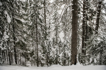 Snow-covered forest covered with a thick layer of snow.の写真素材
