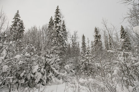 Snow-covered forest covered with a thick layer of snow.の写真素材