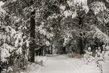 A snow-covered forest covered with a thick layer of snow with a ski track going through a corridor of tall fir trees.の写真素材