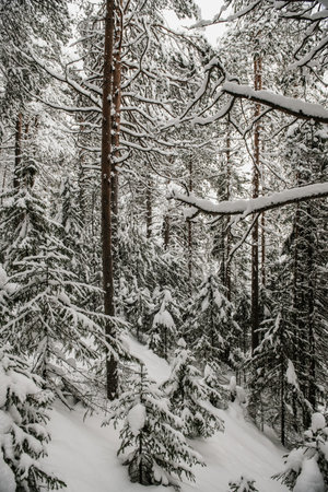 Snow-covered forest covered with a thick layer of snow.の写真素材