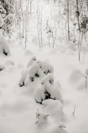 Snow-covered forest covered with a thick layer of snow.の写真素材