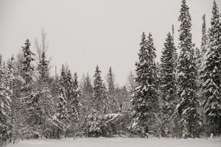 Snow-covered forest covered with a thick layer of snow.の写真素材