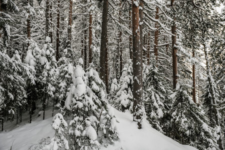 Snow-covered forest covered with a thick layer of snow.の写真素材