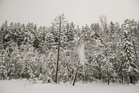 Snow-covered forest covered with a thick layer of snow.の写真素材