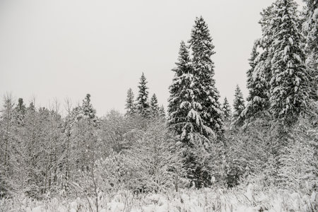 Snow-covered forest covered with a thick layer of snow.の写真素材