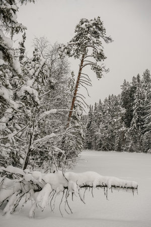 Snow-covered forest covered with a thick layer of snow.の写真素材