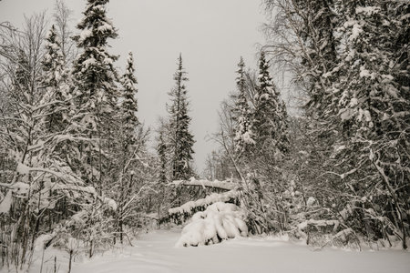 Snow-covered forest covered with a thick layer of snow.の写真素材