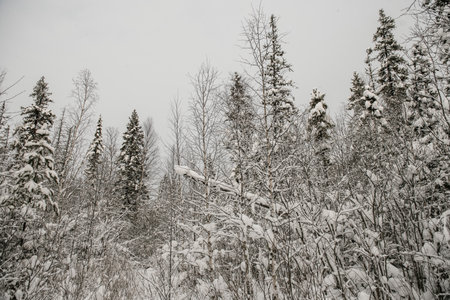 Snow-covered forest covered with a thick layer of snow.の写真素材