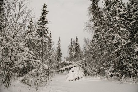 Snow-covered forest covered with a thick layer of snow.の写真素材