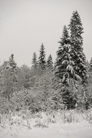Snow-covered forest covered with a thick layer of snow.の写真素材